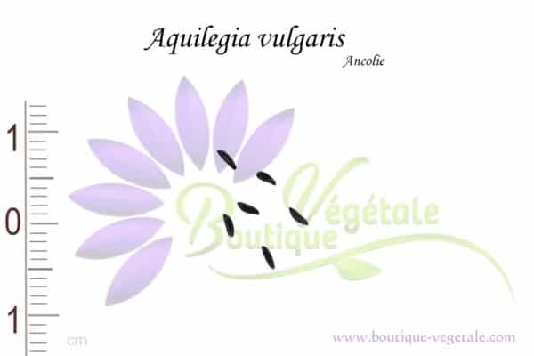 Graines d'Aquilegia vulgaris, Aquilegia vulgaris seeds