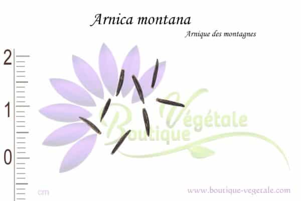Graines d'Arnica montana, Arnica montana seeds