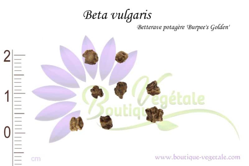 Graines de Beta vulgaris 'Burpee's Golden', Beta vulgaris 'Burpee's Golden' seeds