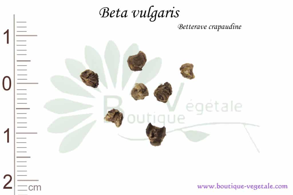 Graines de Beta vulgaris, Beta vulgaris seeds