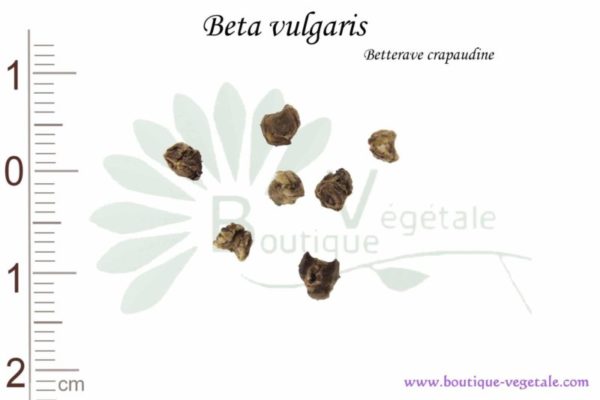 Graines de Beta vulgaris, Beta vulgaris seeds
