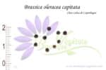 Graines de Brassica oleracea capitata, Brassica oleracea capitata seeds