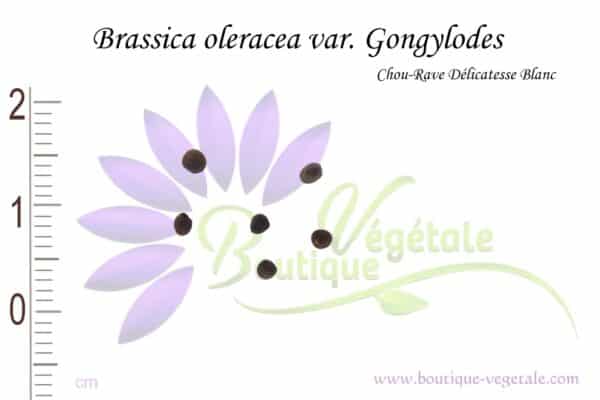 Graines de Brassica oleracea var. Gongylodes, Brassica oleracea var. Gongylodes seeds
