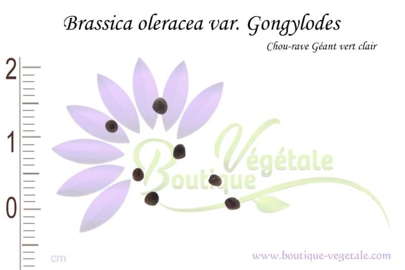 Graines de Brassica oleracea var. gongylodes, Brassica oleracea var. gongylodes seeds
