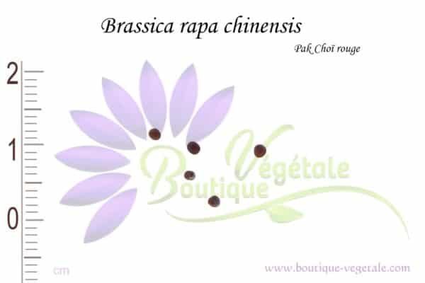 Graines de Brassica rapa chinensis, Brassica rapa chinensis seeds, Pack Choï rouge