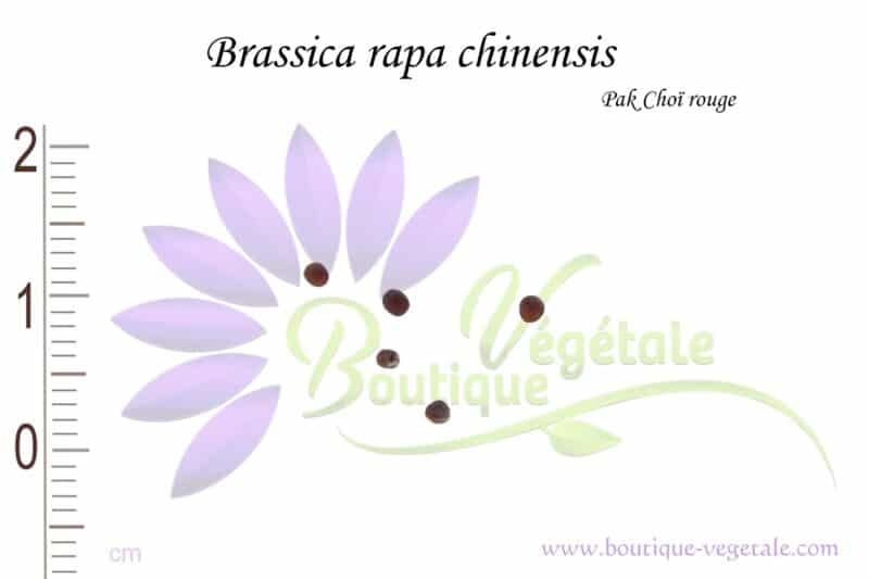 Graines de Brassica rapa chinensis, Brassica rapa chinensis seeds, Pack Choï rouge