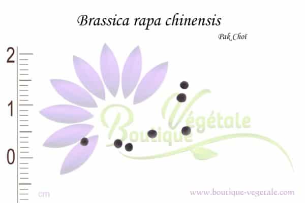 Graines de Brassica rapa chinensis, Brassica rapa chinensis seeds, Pak choï seeds