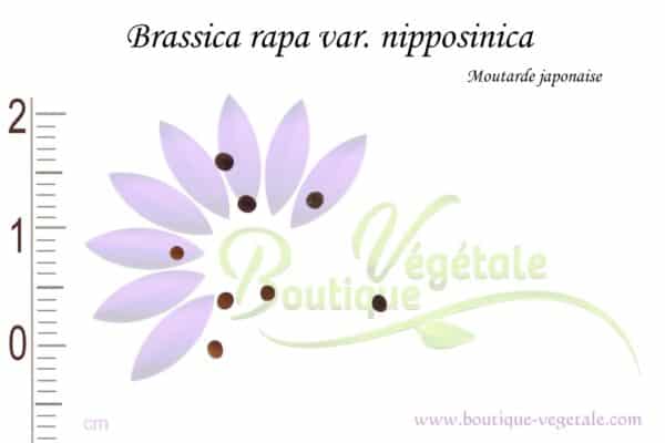 Graines de Brassica rapa var. nipposinica, Brassica rapa var. nipposinica seeds