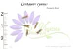 Graines de Centaurea cyanus, Centaurea cyanus seeds