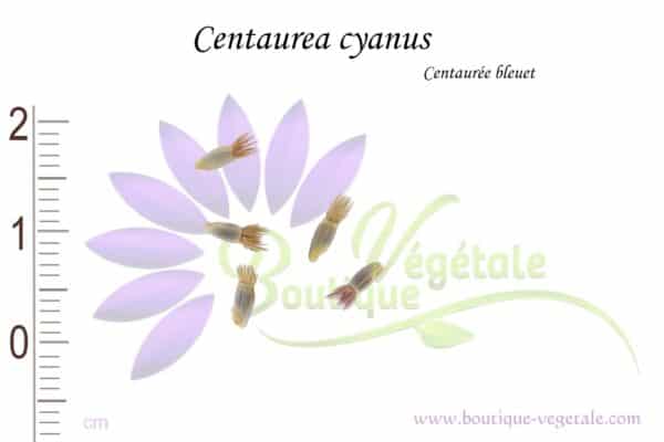 Graines de Centaurea cyanus, Centaurea cyanus seeds