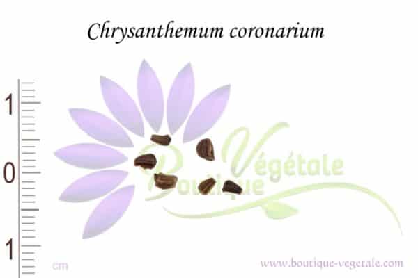 Graines de Chrysanthemum coronarium, Chrysanthemum coronarium seeds