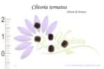 Graines de Clitoria ternatea, Clitoria ternatea seeds