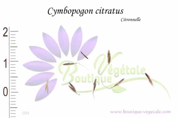 Graines de Cymbopogon citratus, Cymbopogon citratus seeds