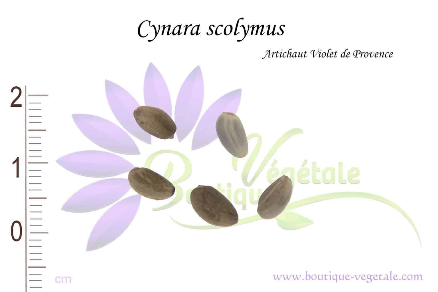 10 graines LEG-0042 Cynara scolymus ARTICHAUT Violet de Provence