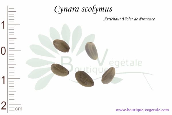 Graines de Cynara scolymus, Cynara scolymus seeds