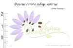 Graines de Daucus carota subsp. sativus, Daucus carota subsp. sativus seeds