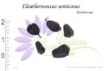 Graines d'Eleutherococcus senticosus, Eleutherococcus senticosus seeds