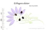Graines d'Etlingera elatior, Etlingera elatior seeds