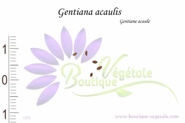 Graines de Gentiana acaulis, Gentiana acaulis seeds