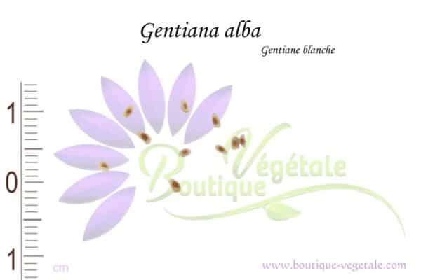 Graines de Gentiana alba, Gentiana alba seeds