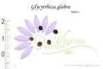 Graines de Glycyrrhiza glabra, Glycyrrhiza glabra seeds