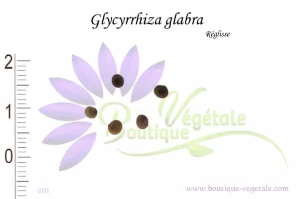 Graines de Glycyrrhiza glabra, Glycyrrhiza glabra seeds