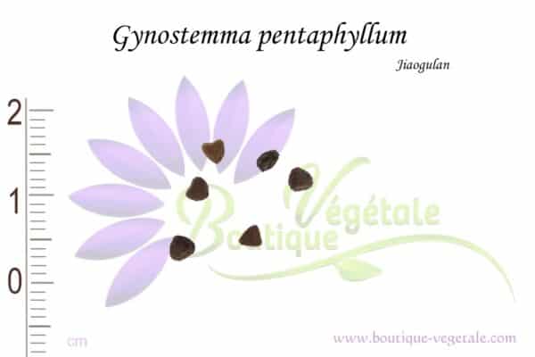 Graines de Gynostemma pentaphyllum, Gynostemma pentaphyllum seeds