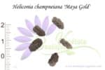 Graines d'Heliconia champneiana 'Maya Gold', Heliconia champneiana 'Maya Gold' seeds