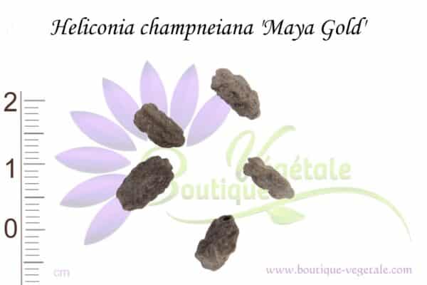 Graines d'Heliconia champneiana 'Maya Gold', Heliconia champneiana 'Maya Gold' seeds