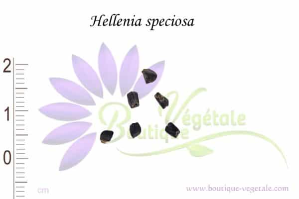 Graines de Hellenia speciosa, Hellenia speciosa seeds