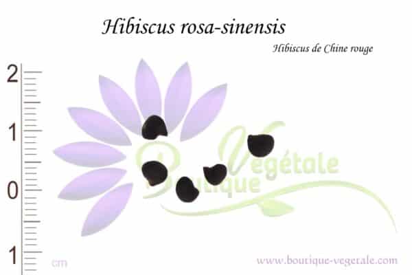Graines d'Hibiscus rosa-sinensis, Hibiscus rosa-sinensis seeds