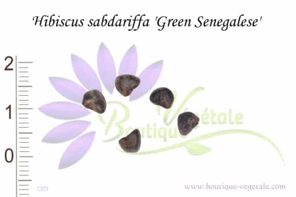 Graines de Hibiscus sabdariffa 'Green Senegalese', Hibiscus sabdariffa 'Green Senegalese' seeds