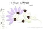 Graines d'Hibiscus sabdariffa, Hibiscus sabdariffa seeds