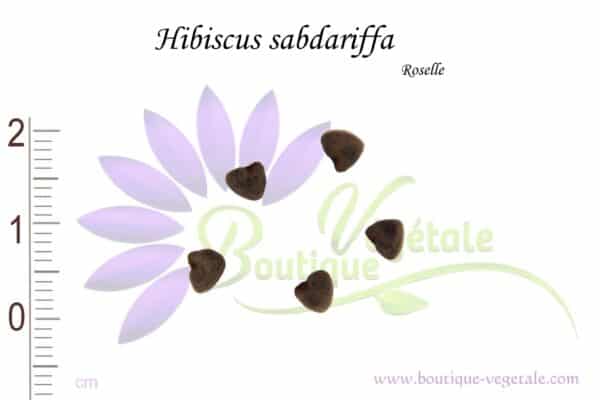Graines Hibiscus Sabdariffa RWS - Roselle Ou Karkadé - 10 Graines Pour Thé Ou Boisson
