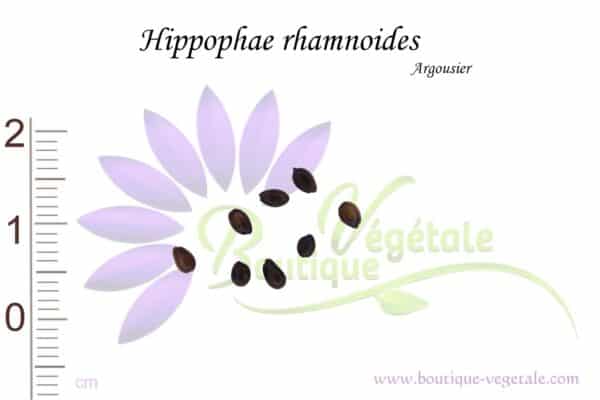 Graines d'Hippophae rhamnoides, Hippophae rhamnoides seeds