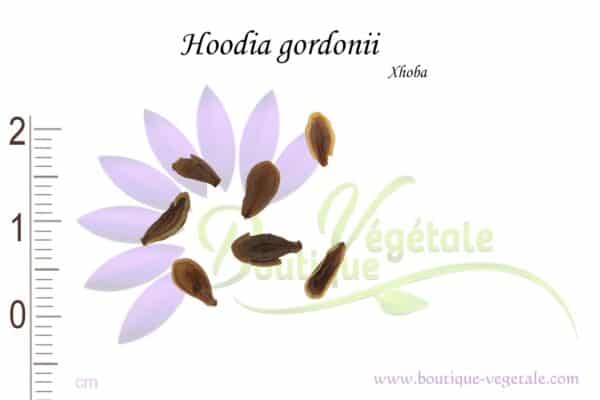 Graines de Hoodia gordonii, Hoodia gordonii seeds