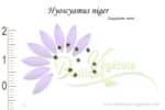 Graines de Hyoscyamus niger, Hyoscyamus niger seeds