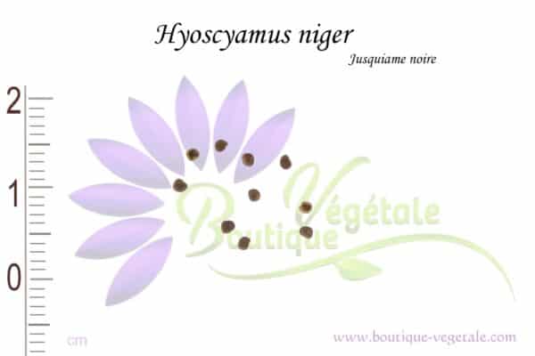Graines de Hyoscyamus niger, Hyoscyamus niger seeds