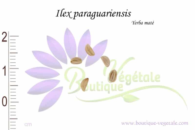 Graines d'Ilex paraguariensis, Ilex paraguariensis seeds