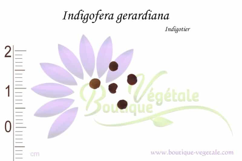 Graines d'Indigofera gerardiana, Indigofera gerardiana seeds