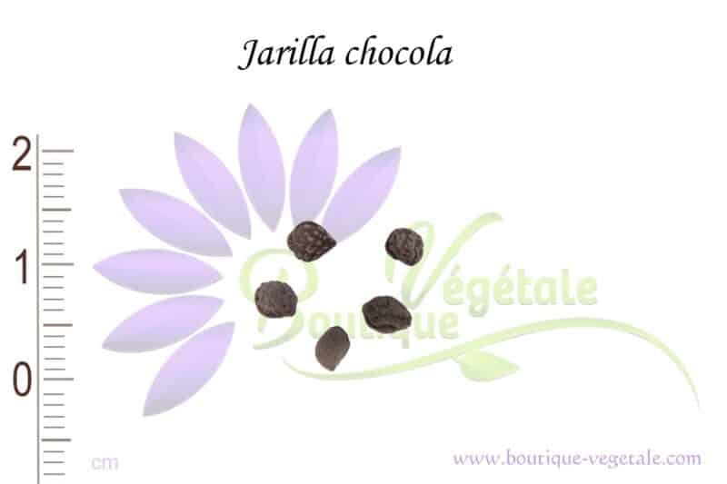 Graines de Jarilla chocola, Jarilla chocola seeds