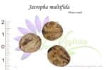 Graines de Jatropha multifida, Jatropha multifida seeds