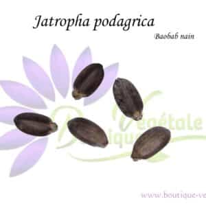 Graines de Jatropha podagrica, Jatropha podagrica seeds