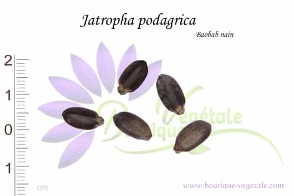Graines de Jatropha podagrica, Jatropha podagrica seeds