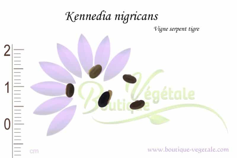 Graines de Kennedia nigricans, Kennedia nigricans seeds