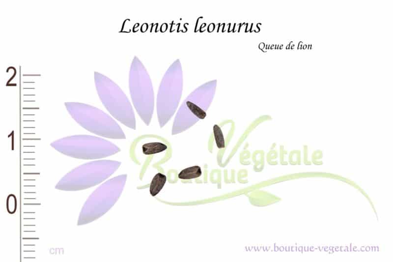 Graines de Leonotis leonurus, Leonotis leonurus seeds