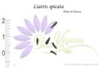 Graines de Liatris spicata, Liatris spicata seeds