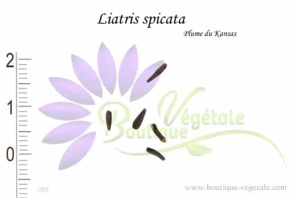 Graines de Liatris spicata, Liatris spicata seeds
