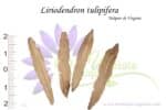 Graines de Liriodendron tulipifera - Liriodendron tulipifera seeds