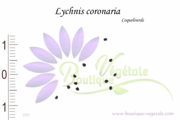 Graines de Lychnis coronaria, Lychnis coronaria seeds